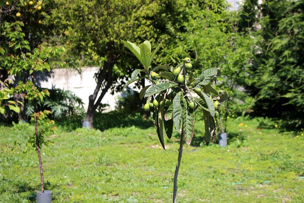 הוילה קליבס Sofia Filoxenia House מראה חיצוני תמונה
